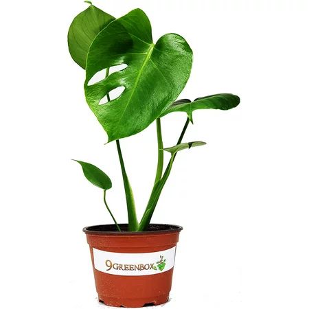 Easy to Grow Live Monstera Deliciosa Plant in 6-Inch Pot | Walmart (US)