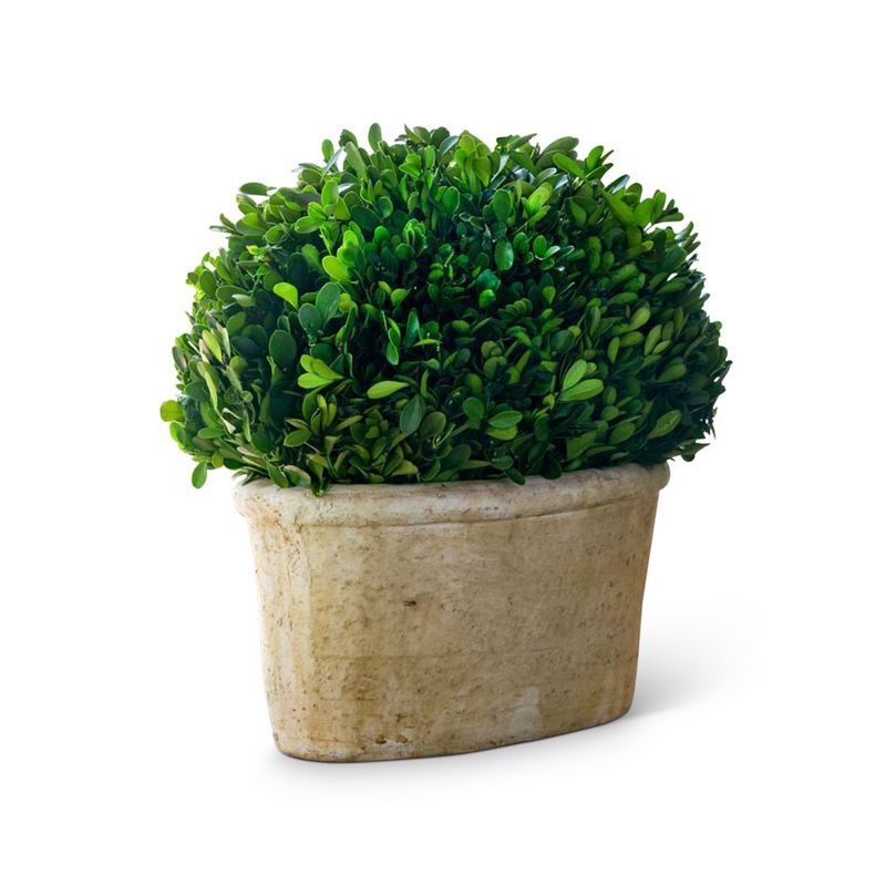 Park Hill Collection Potted Oval Preserved Boxwood Large | Target