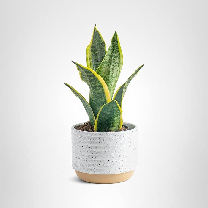 Costa Farms Snake Plant, Sansevieria Live Plant in Decorative Pot, Easy to Maintain, Air Purifyin... | Amazon (US)