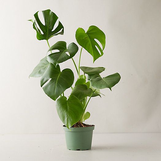 Monstera Deliciosa Plant | Terrain