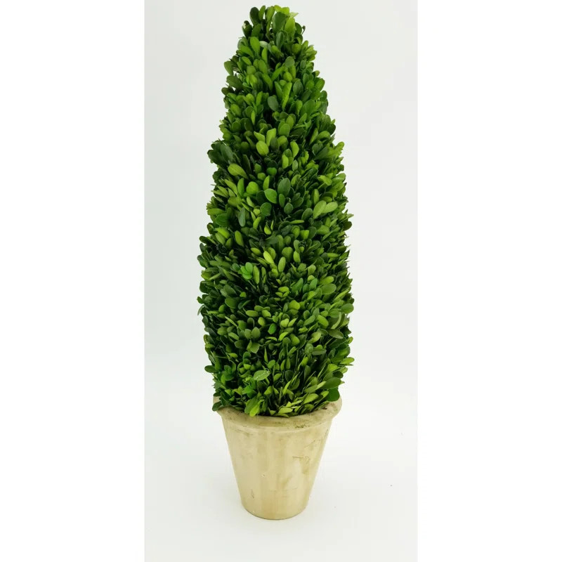 Boxwood Topiary in Terracotta Pot | Wayfair North America
