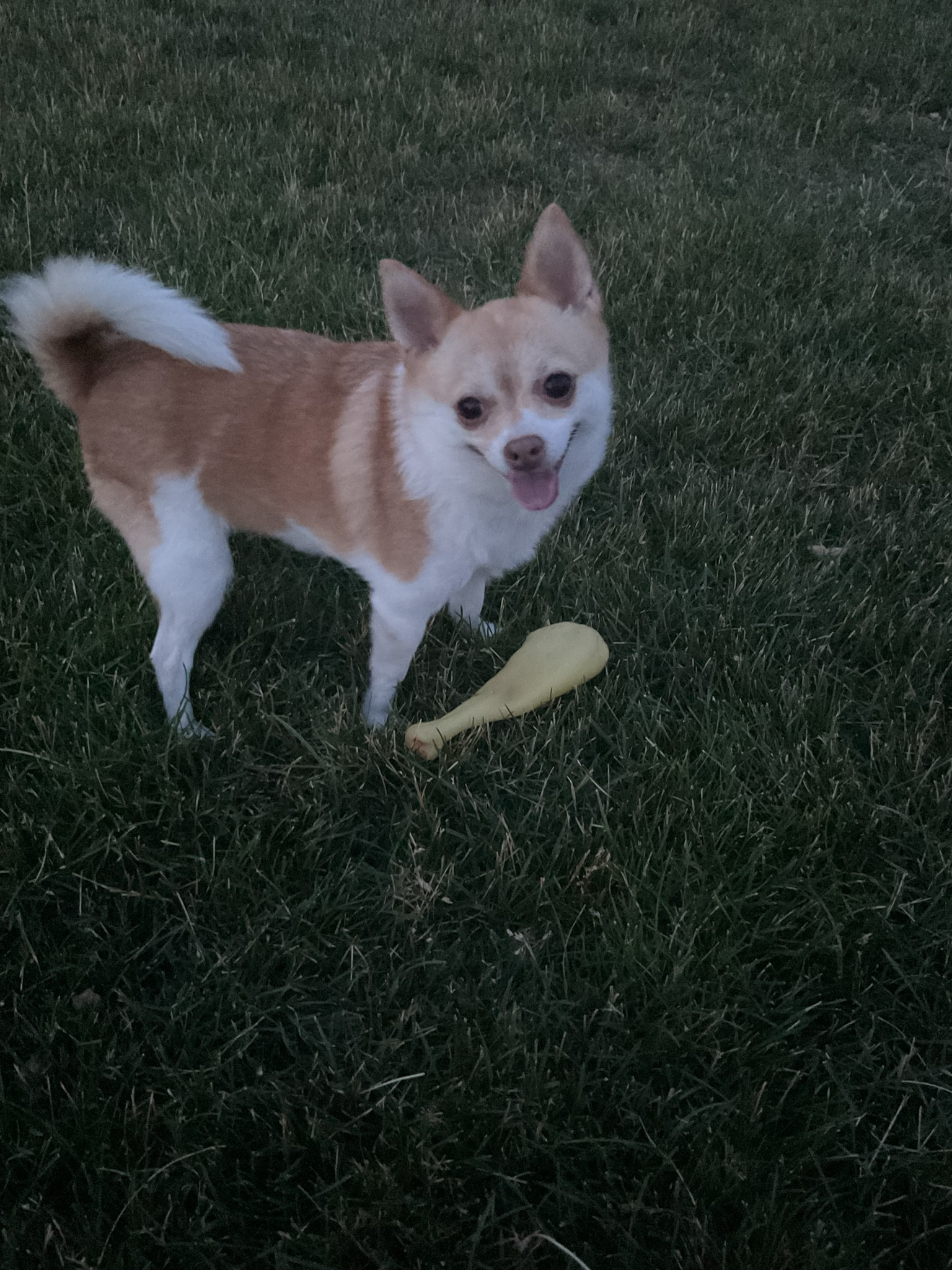 Blurry but cute🩶
Night fetch is my fav🎾