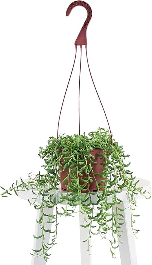 Leaf & Linen | Hanging Collection String of Bananas Senecio Radicans, Fast-Growing Trailing Succu... | Amazon (US)