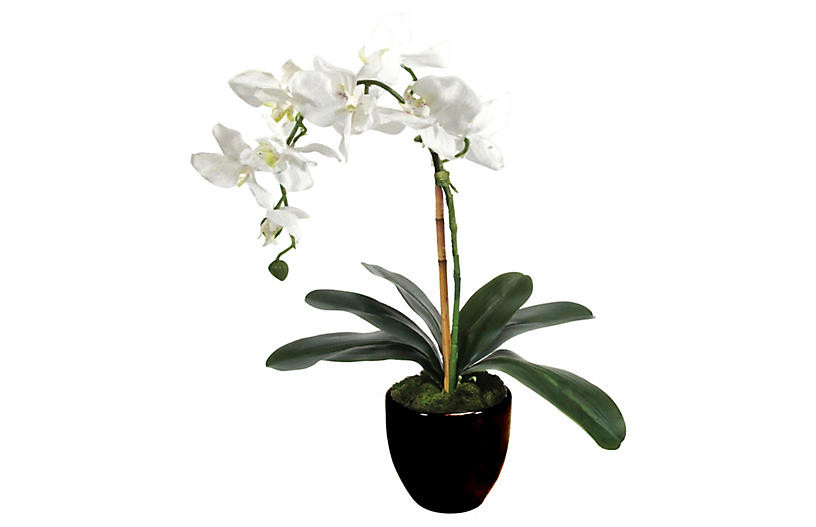18" White Orchid with Planter - Faux | One Kings Lane