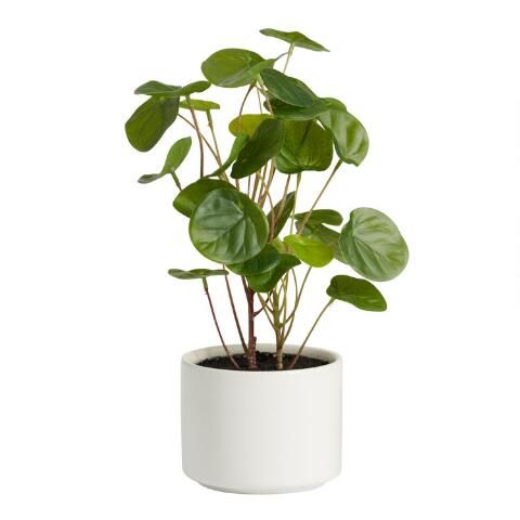 Faux Chinese Money Plant in Ceramic Pot | World Market