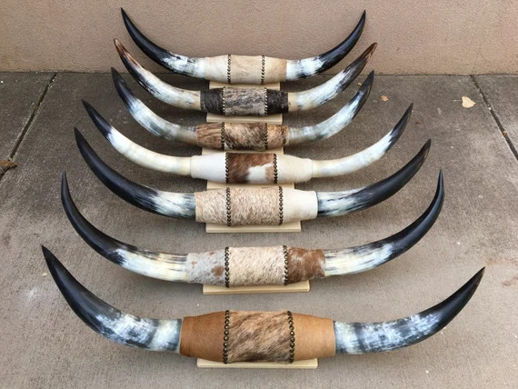 Mounted Longhorn Steer horn 3 feet to 3 feet 6 inch wide (one only)  polished cow horns bull West... | Etsy (US)