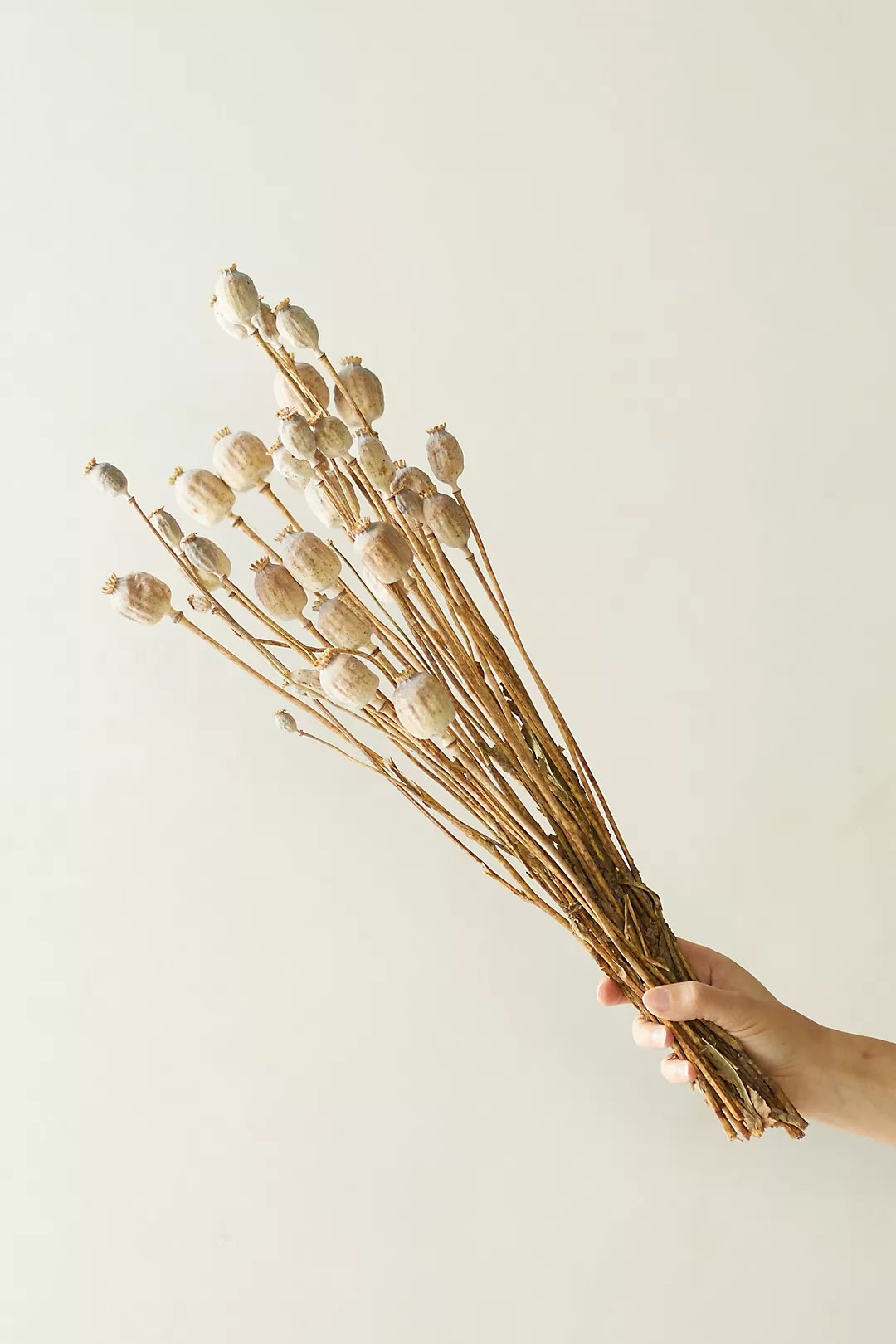 Dried Papaver Bunch | Anthropologie (US)