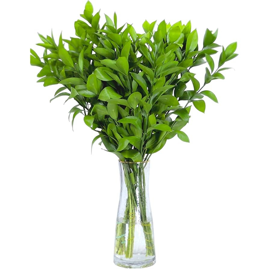 20 Green Fresh Israeli Ruscu DIY Hydroponic flower arrangement has a long flowering period in Jan... | Amazon (US)