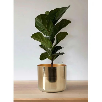 Cachepot | Wayfair North America