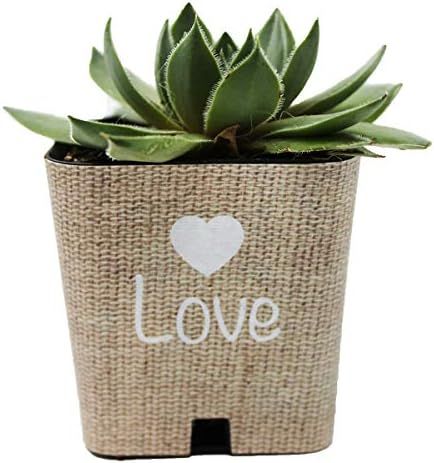 PRODUCT80 Baby Shower Favors, Wedding Shower Favors | Succulent Favor Wraps for 2" Pots, Does NOT... | Amazon (US)