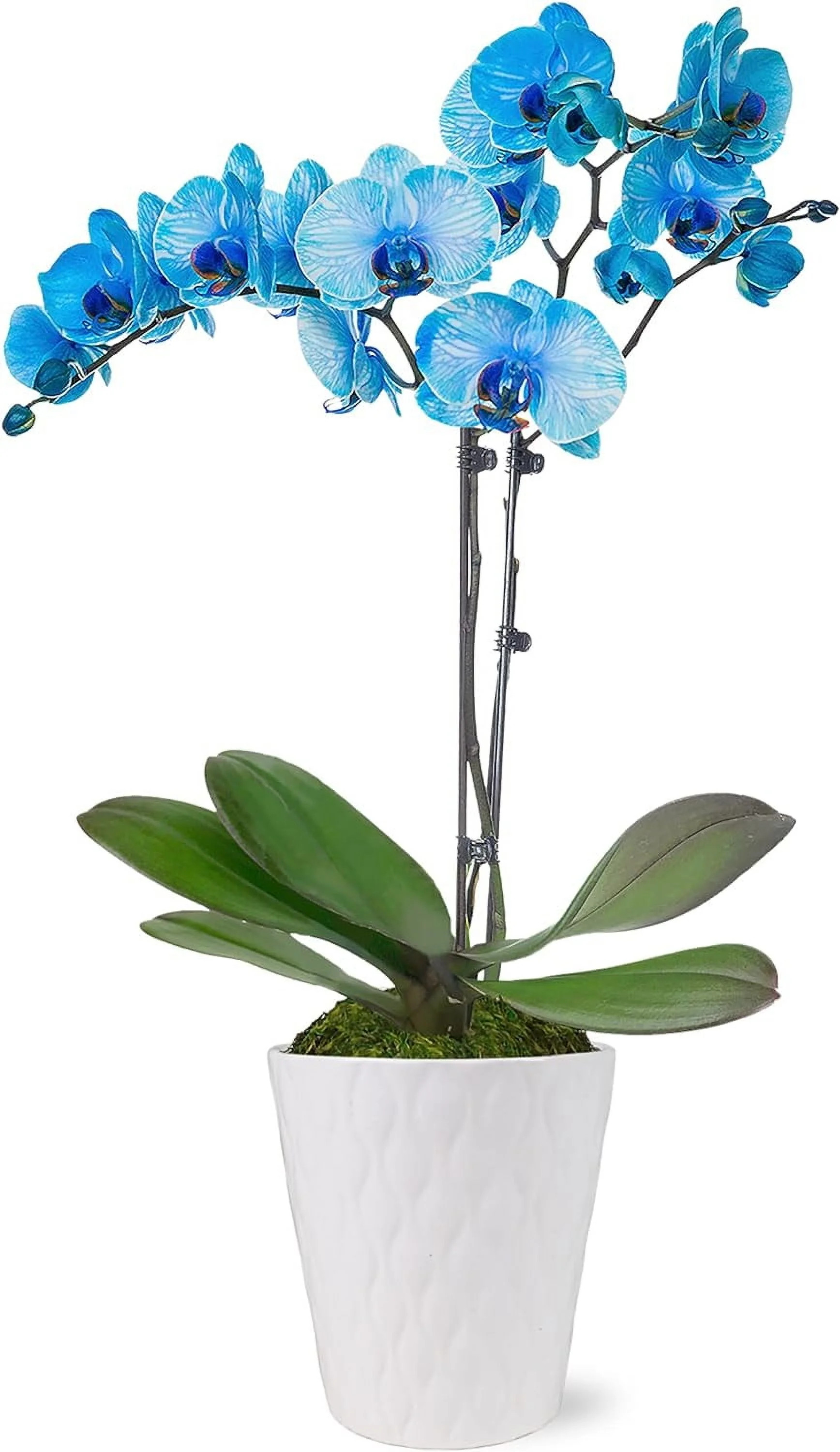 Just Add Ice 16-30" Watercolor Blue Premium Orchid Live Plant in 5" White Ceramic Pot, House Plan... | Walmart (US)