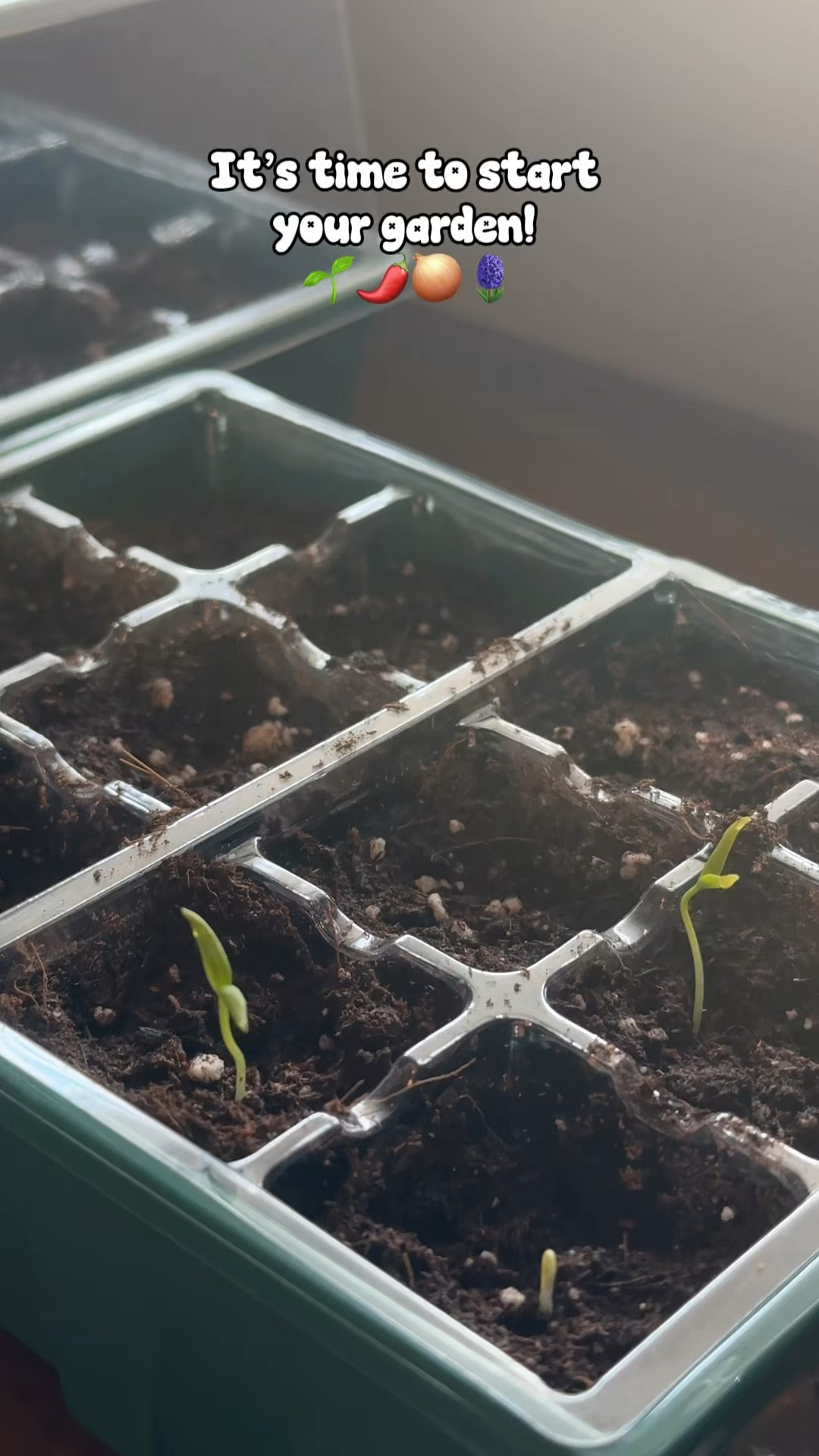 I have little baby peppers and onions! 🌶️🧅🌱 These seed starting trays are nifty! #gardening #indoorgardening #seedstarting #amazonfinds #walmartfinds 

#LTKHome #LTKMidsize #LTKmomlife
