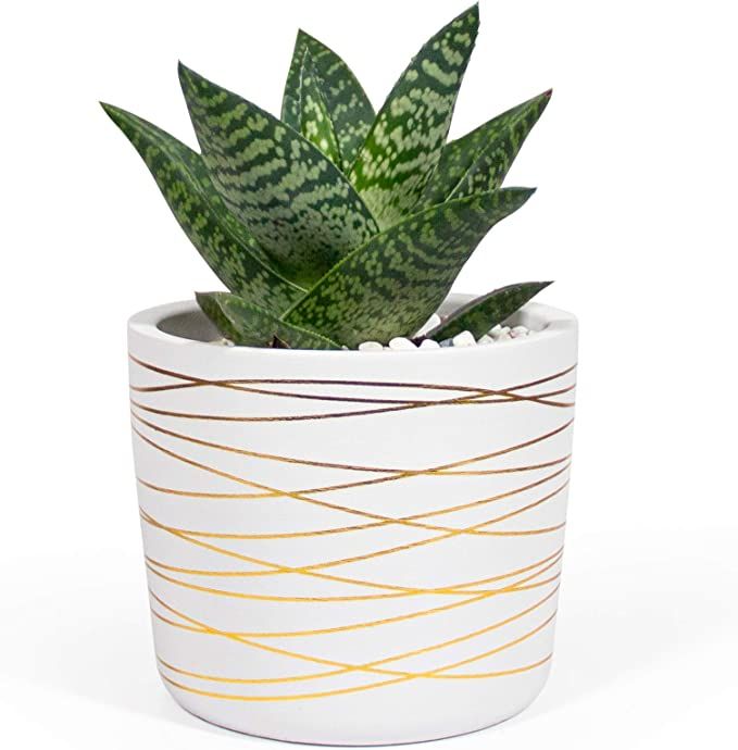 Willowy 6 Inch Ceramic Plant Pot - Small White Planter with Gold Stripes - Drainage Plug and Deco... | Amazon (US)