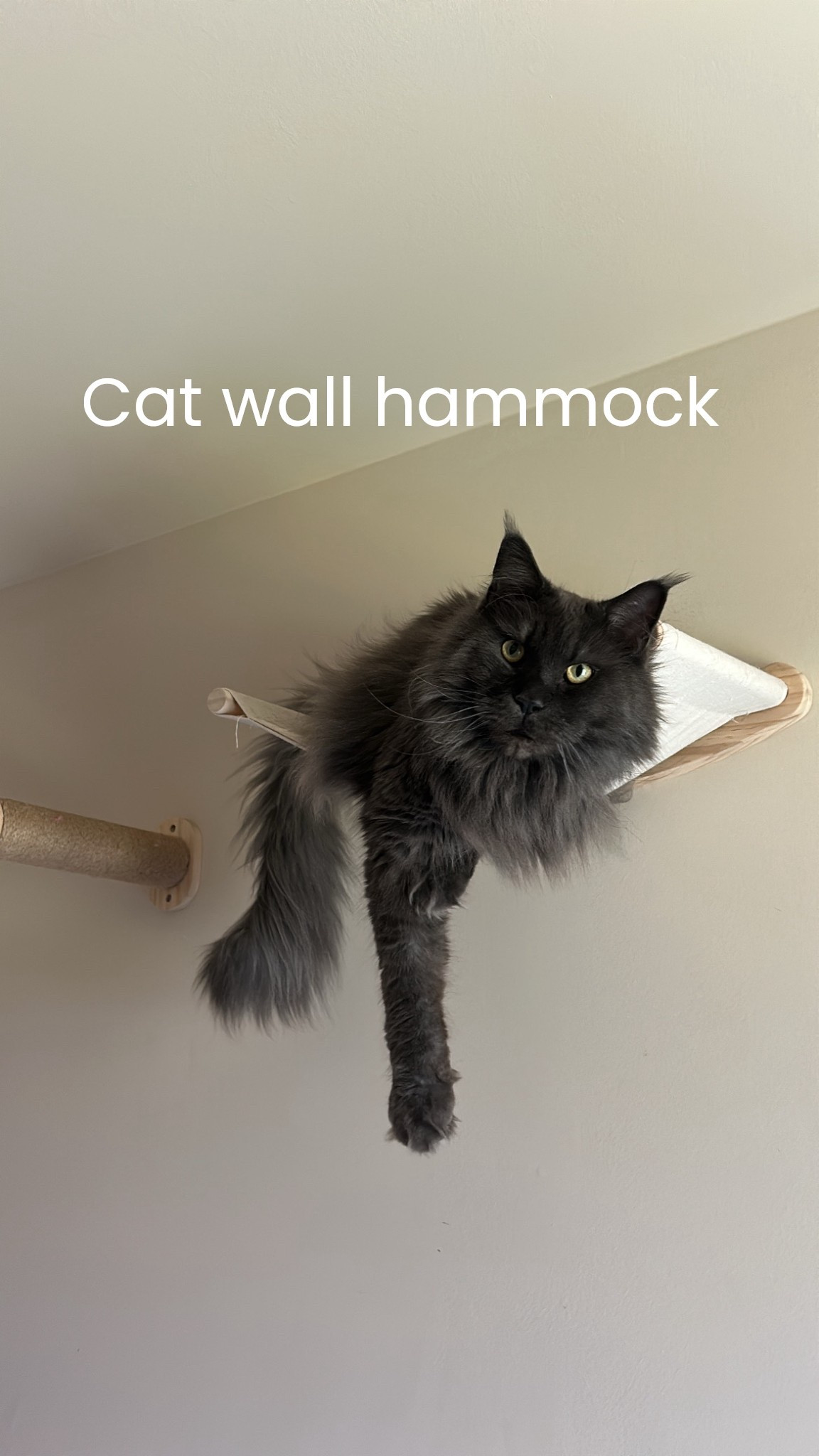 Linking this cat wall hammock & similar here! #LTKpets #LTKcats #LTKpetcare #LTKcat

#LTKHome