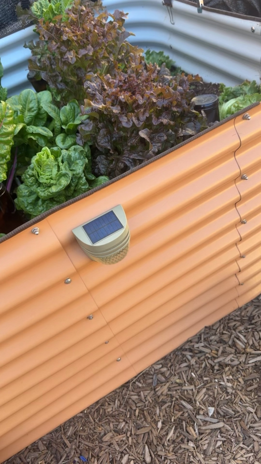 Outdoor gardening is life. 💙 Toast I harvested some lettuce, Swiss chard and spinach for a juice.  Vego garden beds are such a delight. You can grow (and eat) all the produce in them!

#LTKfoodie #LTKmomlife #LTKselfcare