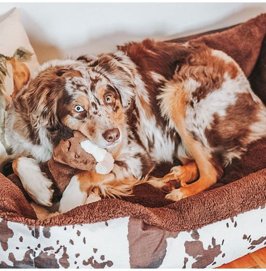 Rod's Exclusive Chocolate Sherpa Lined Cowhide Pet Bed | Rod's Western Palace/ Country Grace