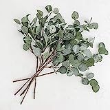 Eucalyptus Stem, Fake Eucalyptus, Artificial Eucalyptus, Silver Dollar Eucalyptus, Faux Eucalyptus,  | Amazon (US)