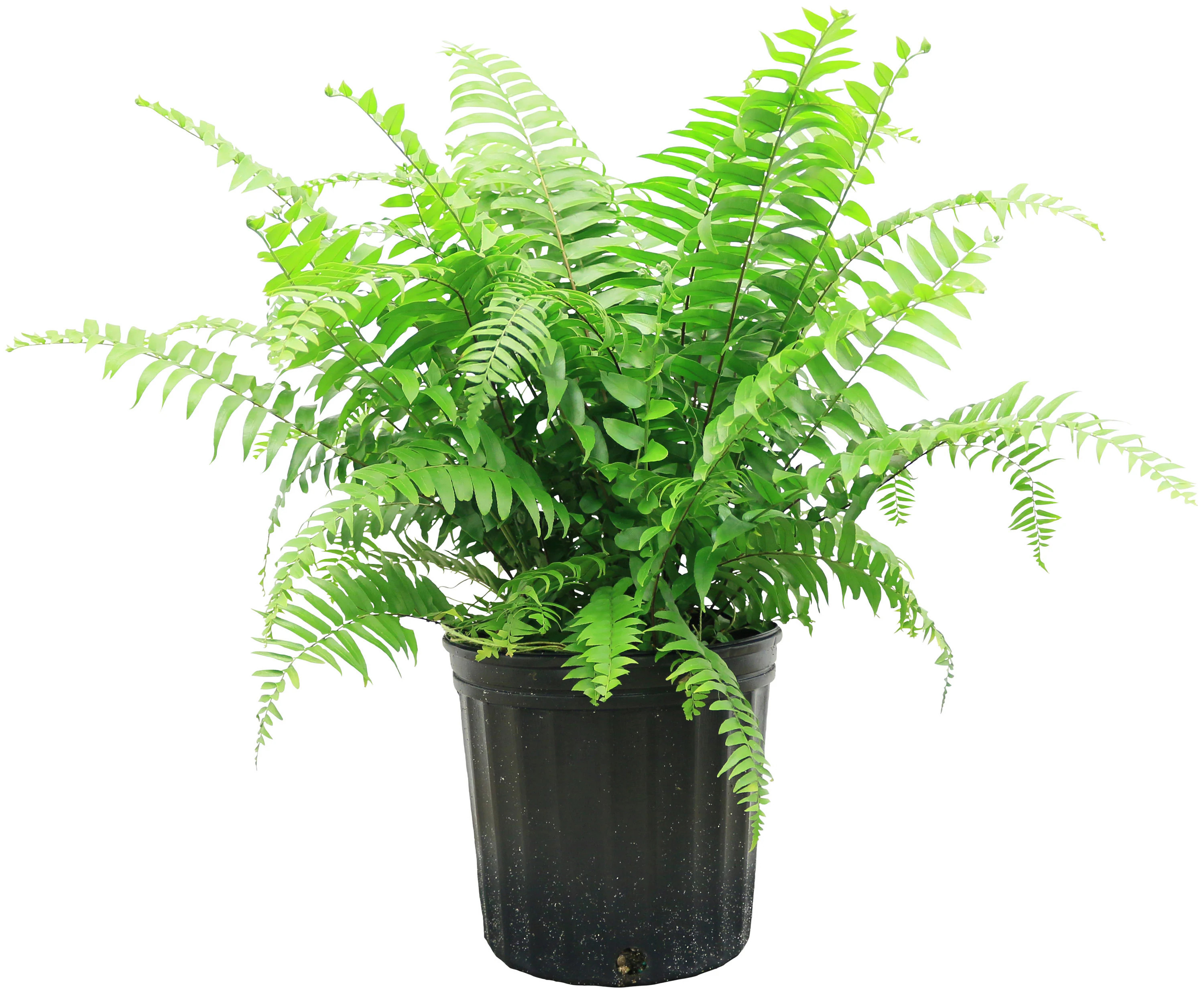Costa Farms Macho Fern House Plant in 10-in Pot | CO.MF10.1.GP.BLK | Lowe's