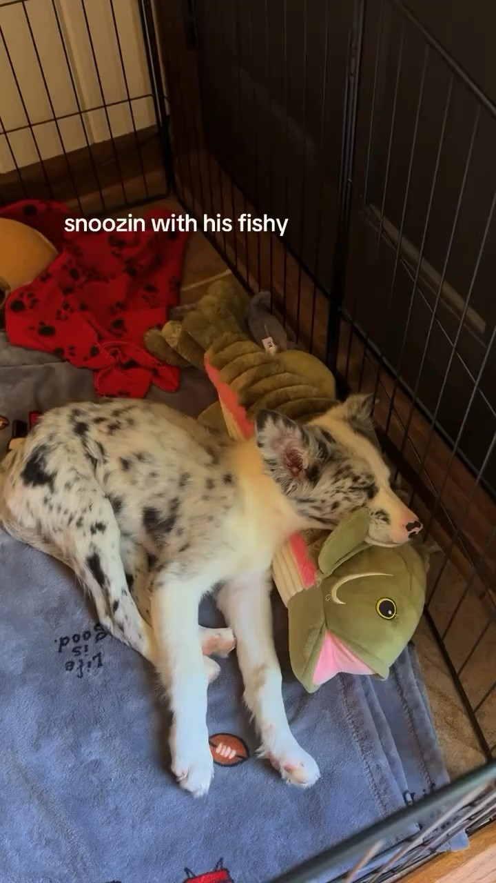 Just a lil sleepy guy 
#puppy #aussiepuppy #aussiemix #australianshepherd
