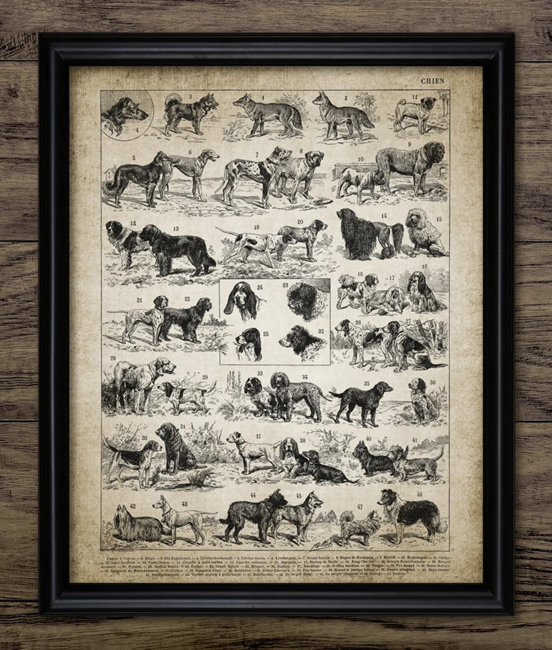 Dog Breeds Wall Art, Printable Vintage Dog Breed Chart, Hound, Terrier, Spaniel, Pet Lover, Dog O... | Etsy (US)