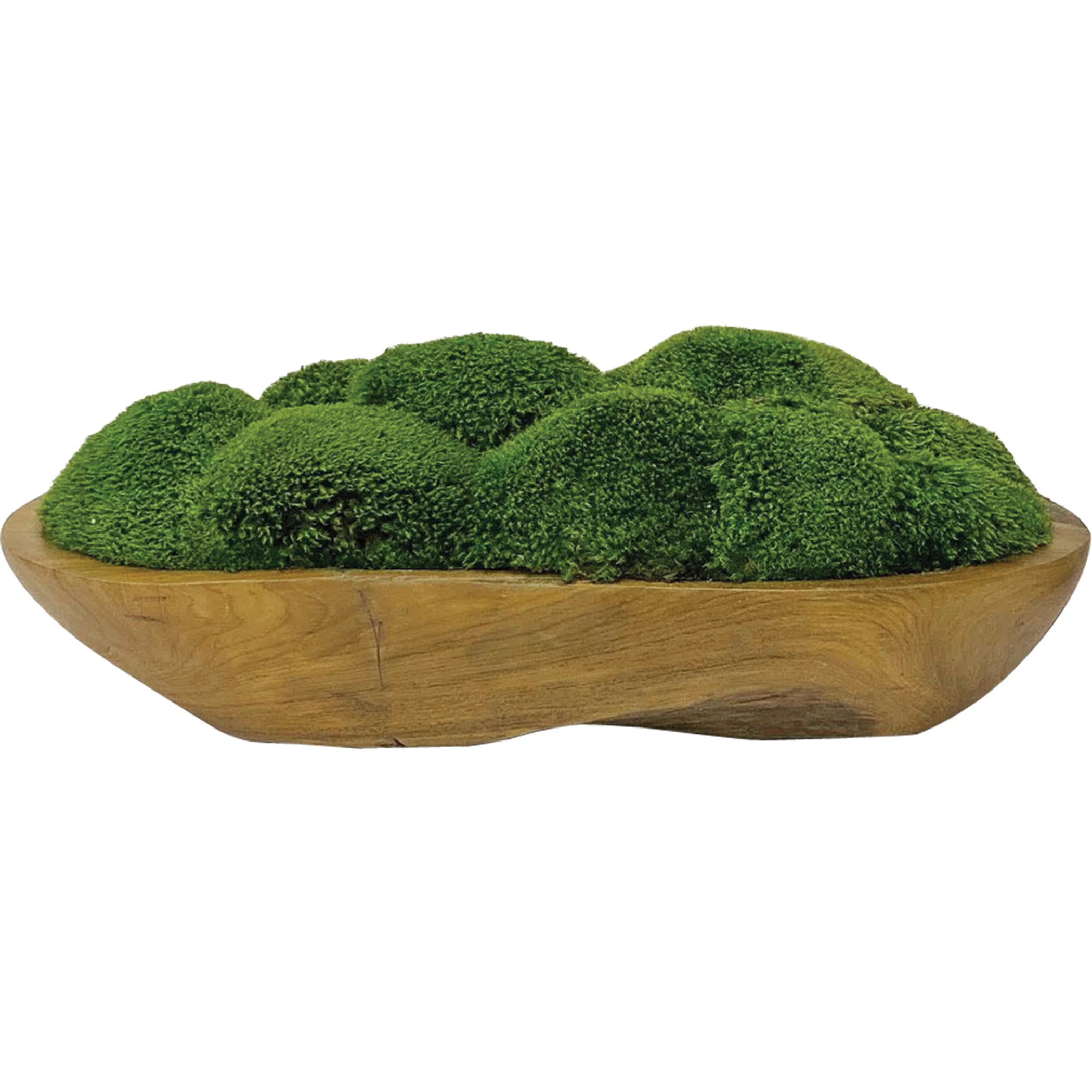 Preserved Moss Arrangement in Pot | Wayfair North America