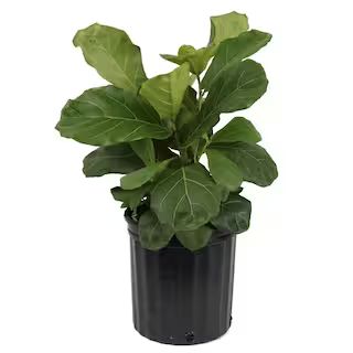 Fiddle Leaf Fig Indoor Plant in 10 in. Black Grower Pot, Avg. Shipping Height 1-2 ft. Tall | The Home Depot
