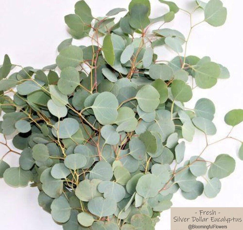 FRESH EUCALYPTUS OVERNIGHT Shipping Silver Dollar wedding | Etsy | Etsy (US)