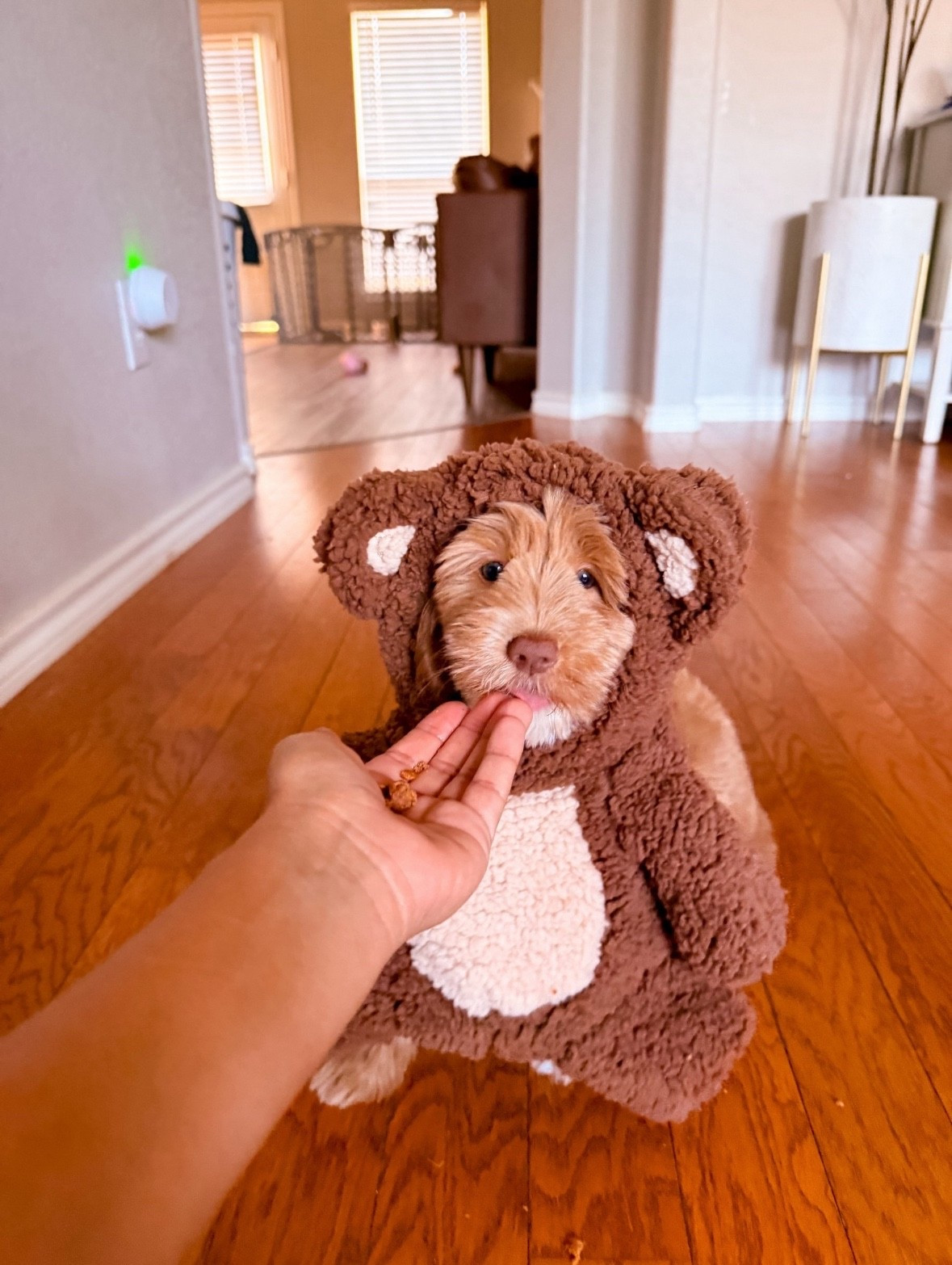 Okay but tell me this isn’t the cutest thing you’ll see all day 🐻🤎

#petlove #dog #costume

#LTKSeasonal #LTKGiftGuide #LTKHoliday