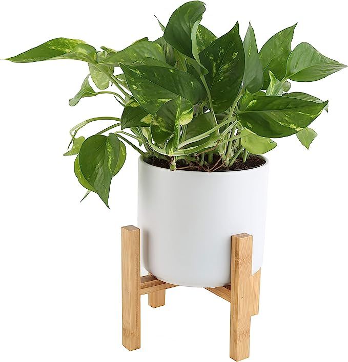 Costa Farms Easy Care Devil's Ivy Golden Pothos Live Indoor Plant, 8-Inches Tall, White Mid-Centu... | Amazon (US)