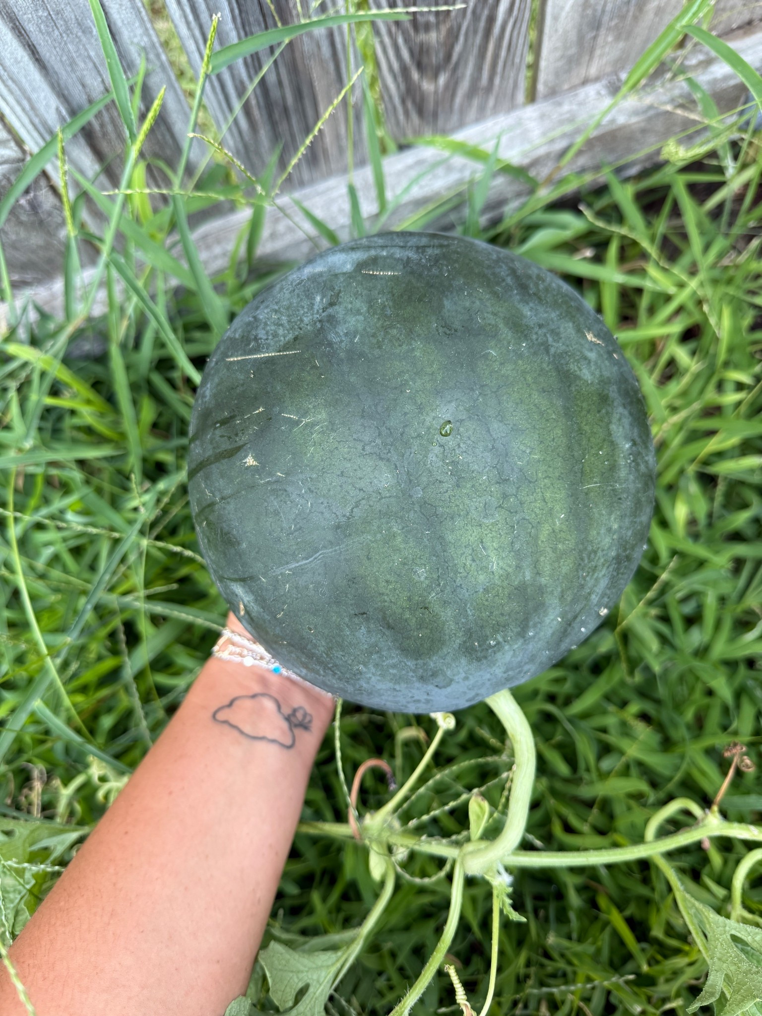 Garden Update!  Everything is thriving and we just had another baby watermelon pop🥹😍🙌🏽 start your garden besties!! Don’t overthink it or it won’t grow.  Just do and watch it thrive!  #gardening #gardentips #watermelon #homestead #farmer #simplymadisynn

#LTKFamily #LTKFindsUnder50 #LTKHome