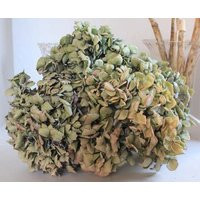 Naturally Dried Hydrangeas Dusty Green Pink Blue Rustic Farm Bouquet Wedding Home Decor Organic Hydr | Etsy (US)