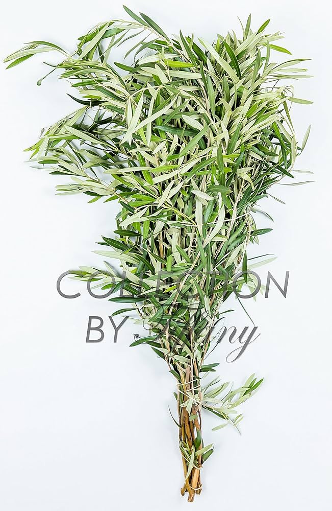 Fresh Olive Greenery Branches DIY Long Lasting Large Bunch All Occasion | Amazon (US)