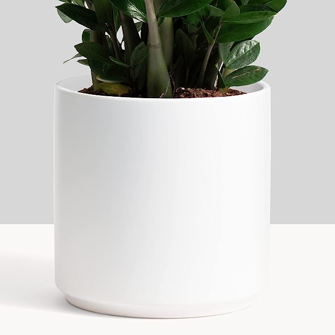 Amazon.com: PEACH & PEBBLE 10 Inch White Ceramic Planter. Classic Cylinder Plant Pot for House Pl... | Amazon (US)