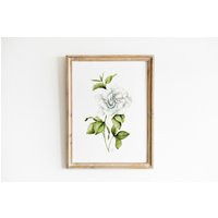 White Gardenia Watercolor Print, Vintage Botanical Wall Art, Spring Floral Painting, Farmhouse | Etsy (US)