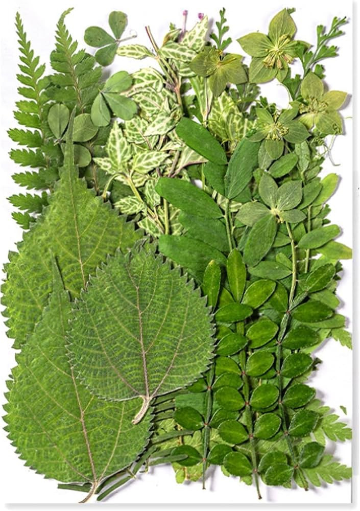 35Pcs Dried Pressed Flowers Leaves for Crafts Art DIY Preserved Natural Herbs Ferns Real Assorted... | Amazon (US)