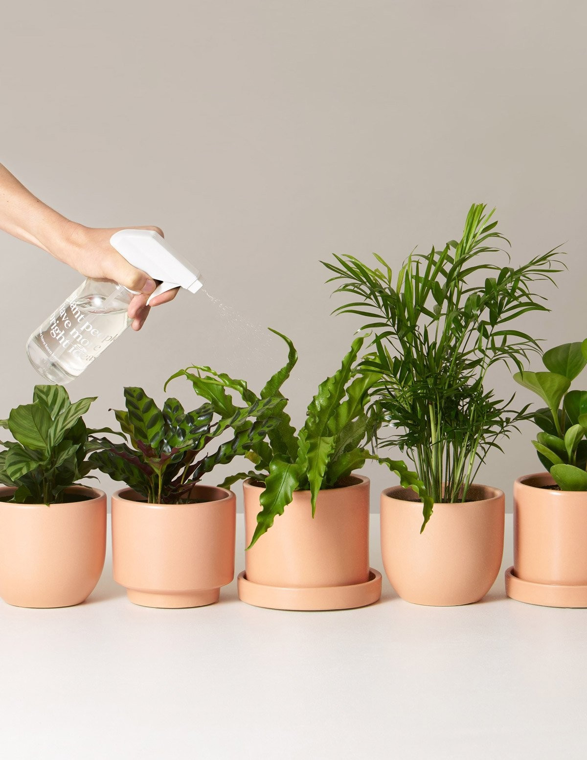 Pet-Friendly Plants | The Sill
