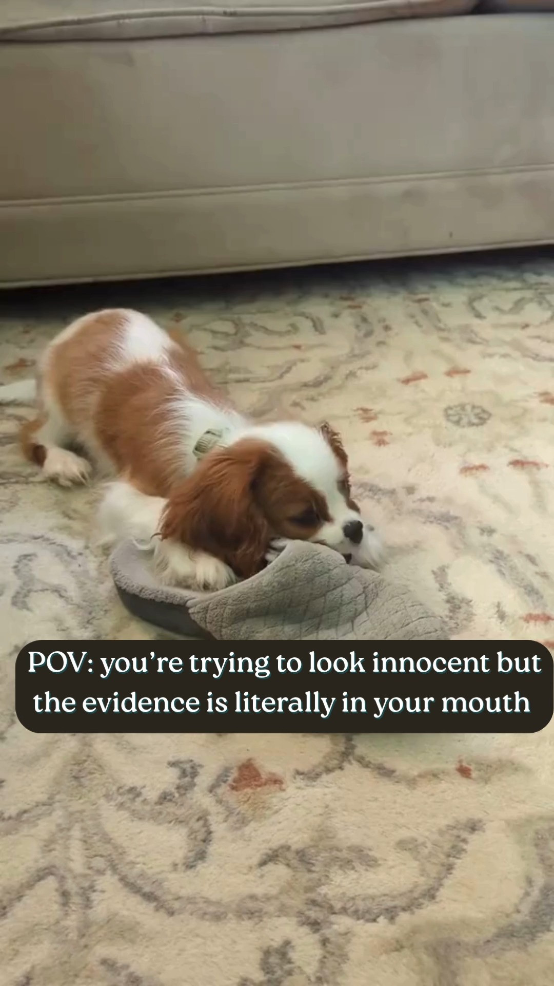 Frankie's busted! Chewing on my favorite slippers - luckily they're pretty indestructible! And let's get real - when he's "busted" he gets treats to redirect him and lots of cuddles.  Must be nice to be a cute puppy! 

 #LTKHome #LTKPets #LTKShoeCrush