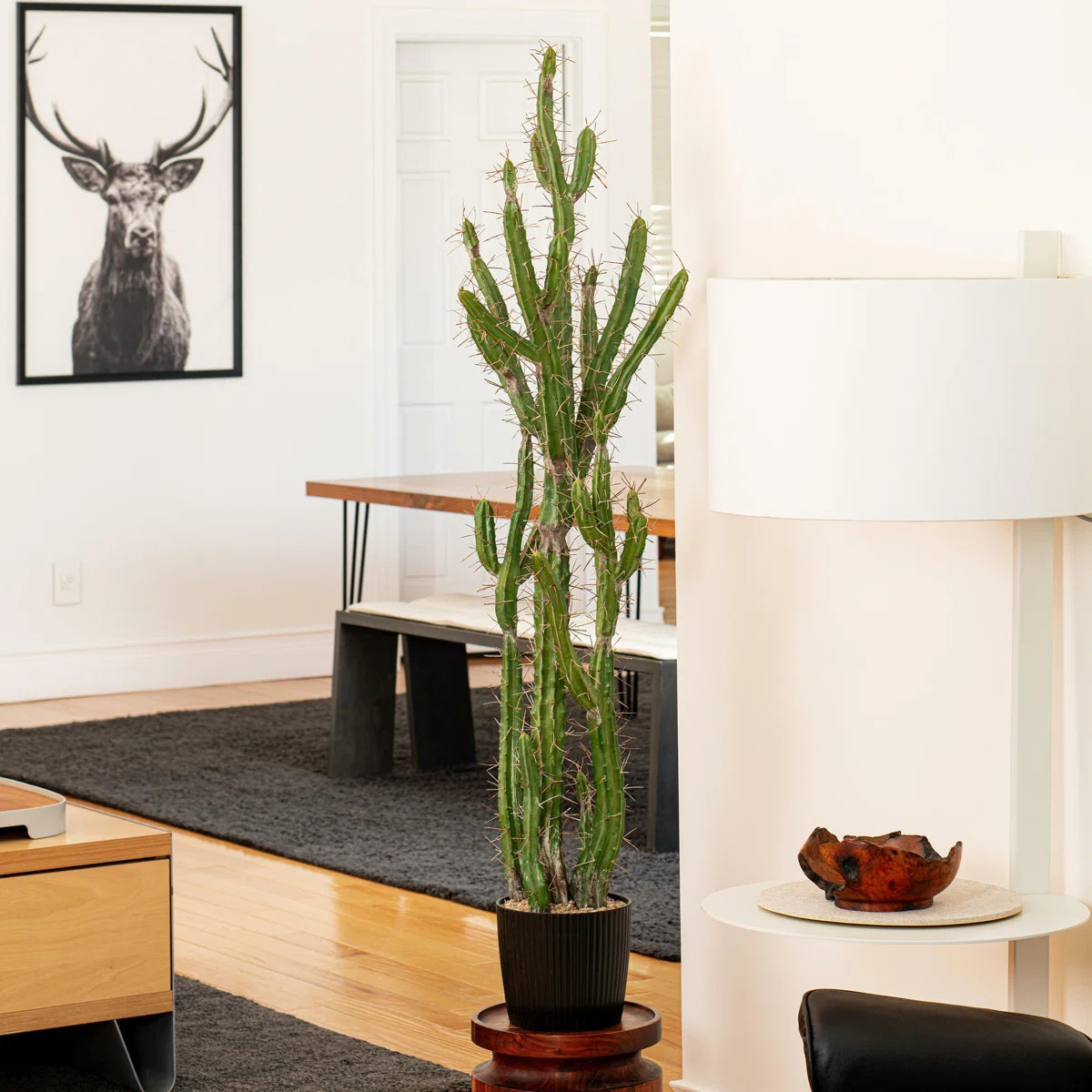 Artificial Green Cactus, Black Plastic Planters Pot | Wayfair North America