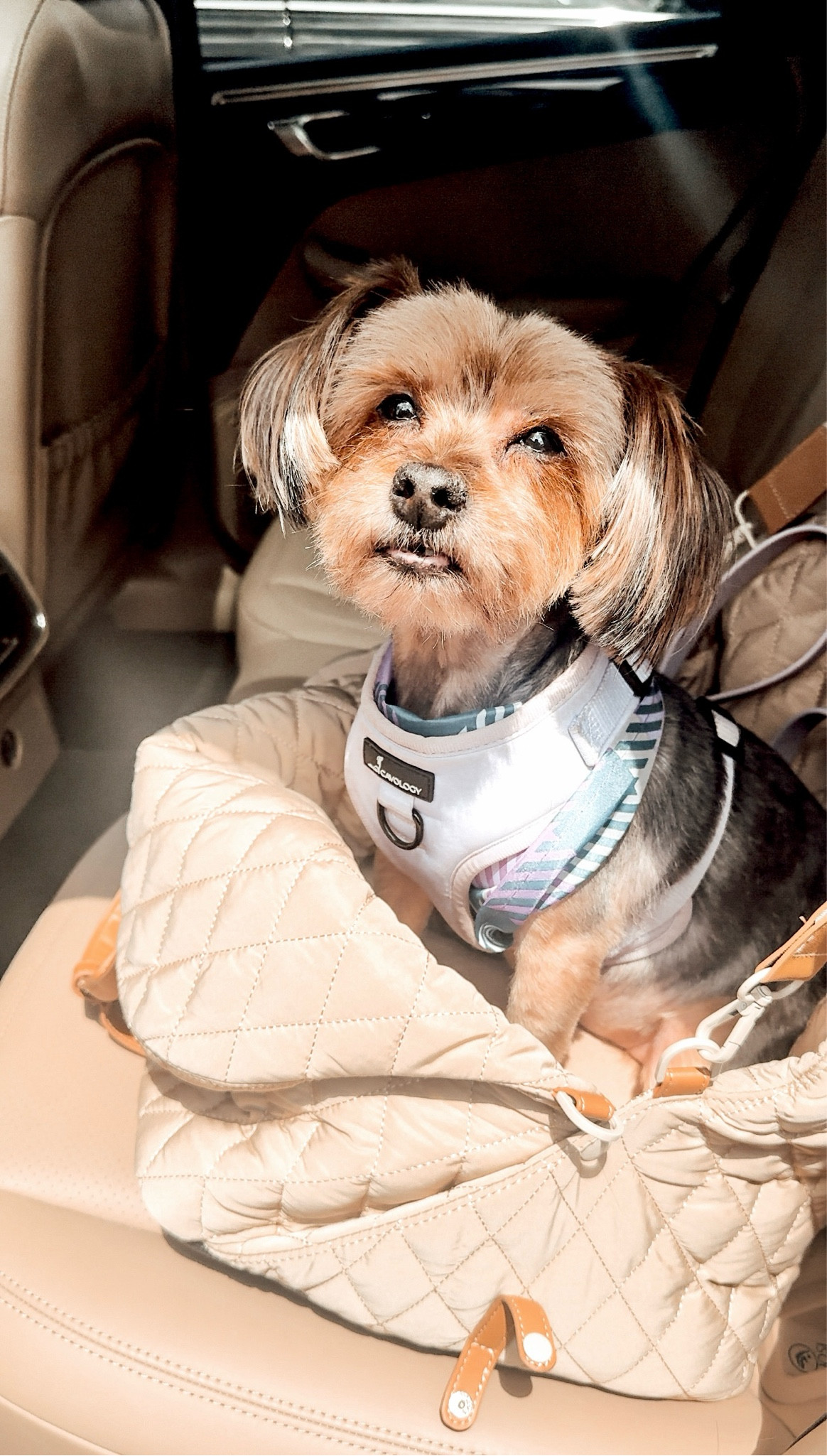 Pet Car seat bag for small dogs.

#LTKFindsUnder100 #LTKTravel #LTKHome