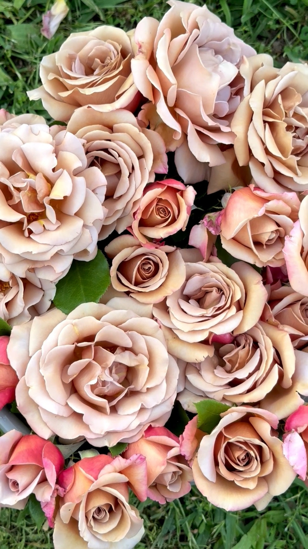 Mother’s Day garden gift idea! I cut a few stems of Koko Loko roses tonight!! These are perfect for bridal bouquets, weddings, special events and more! This live rose plant will be a favorite for many years to come! 

I shared my favorite rose plant, the soil we use, my favorite drippers (drip system), clippers and more! ❤️ 

#LTKHome #LTKMothersDay #LTKselfcare