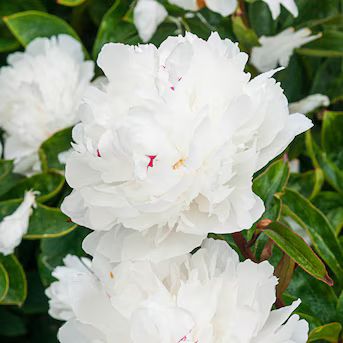 Breck's White Double Peony Dormant Perennials in 5-Pack Bareroot | Lowe's