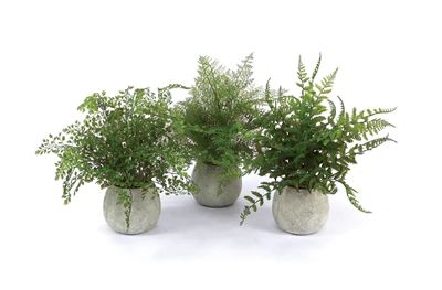 14"H Potted Fern, Assorted Styles | The Nested Fig