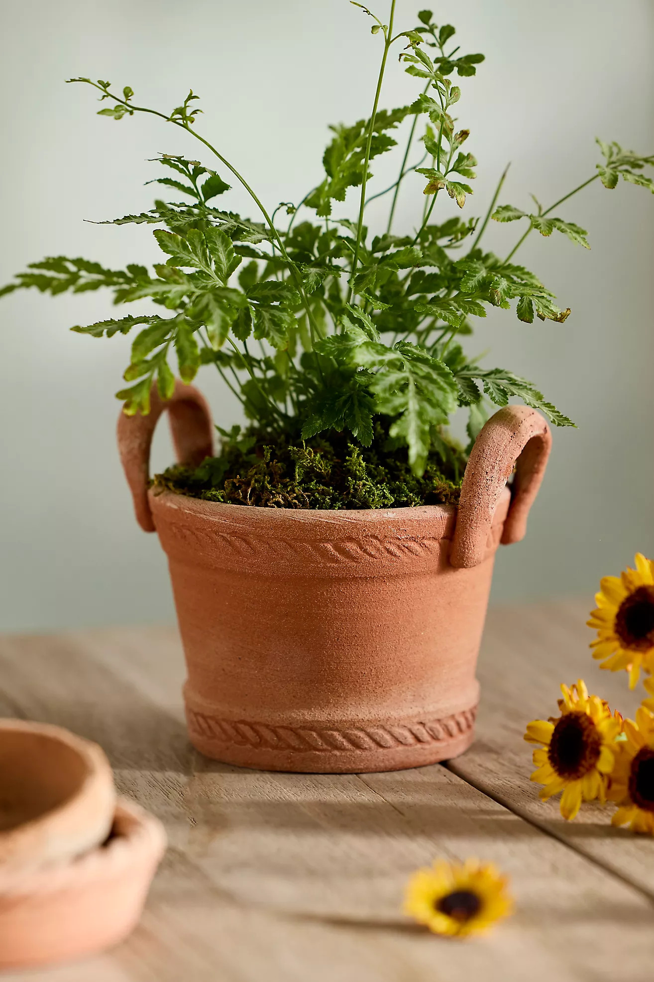Basket Handle Galestro Pot | Terrain