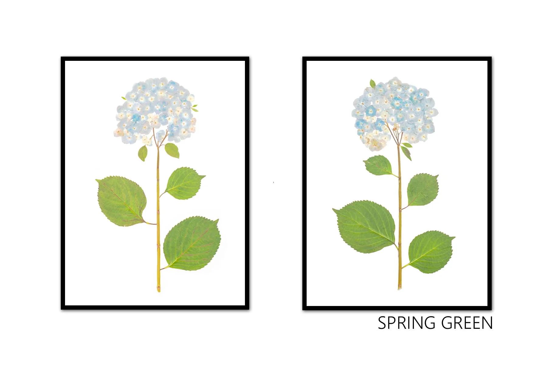 Live Hydrangea Pair | Urban Garden Prints