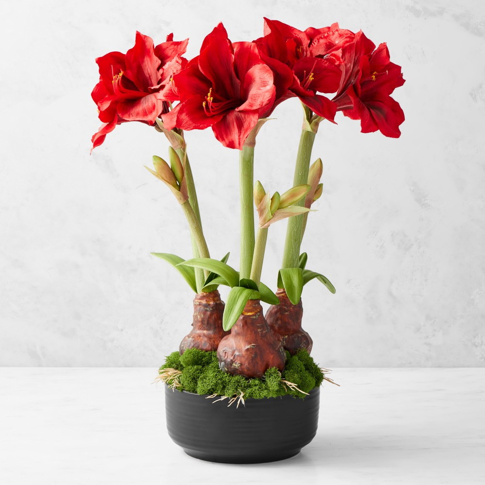 Jeff Leatham x Williams Sonoma Faux Holiday Amaryllis | Williams-Sonoma