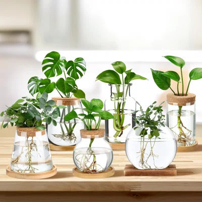6 Pcs Plants Propagation Stations Planter Terrariums With Wooden Lid And Bamboo Stand Desktop Glass Propagation Vases For Plant Growing Hydroponic Hom | Wayfair North America