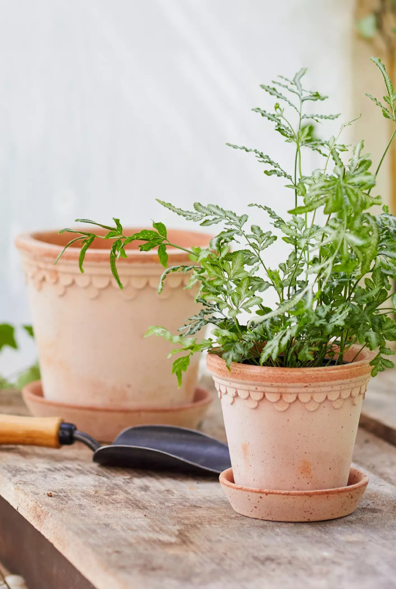 My favorite brand of gardening pots. 

#LTKHome #LTKGiftGuide #LTKSeasonal