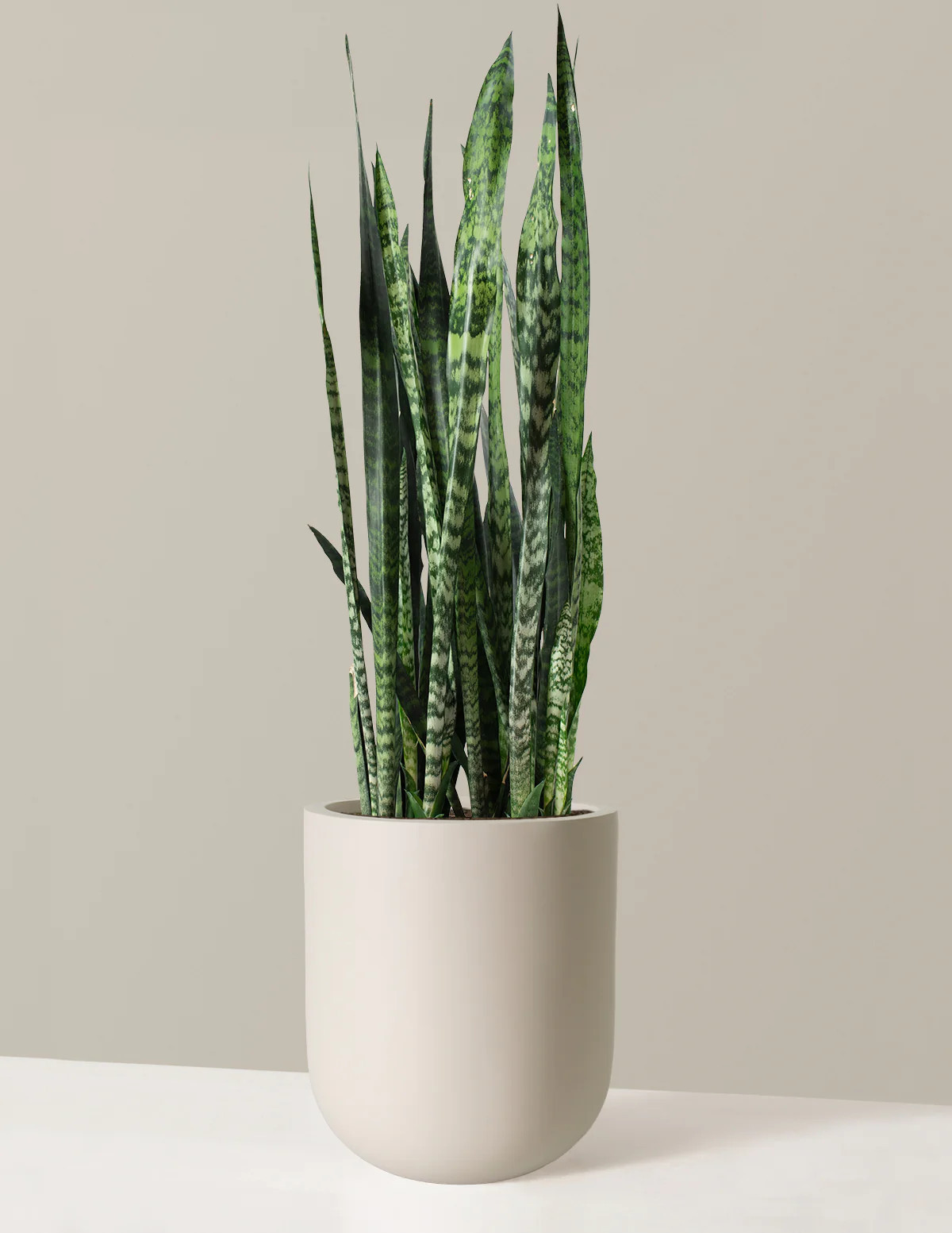 Large Snake Black Coral | The Sill