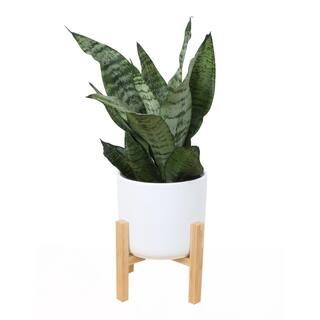 Costa Farms 6 in. Sansevieria Laurentii Snake Plant in Mid Century Modern Planter White CO.SL07.3... | The Home Depot