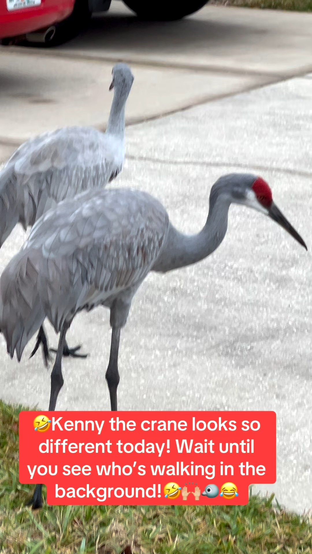 Walking in my neighborhood today and this little Ibis bird pretends to be Kenny the crane. Lol. Seriously made me laugh this morning!

Linking my Hoka sneakers that I wear on my daily walk!




#LTKmorningroutine #LTKfitnessgoals #LTKActive
